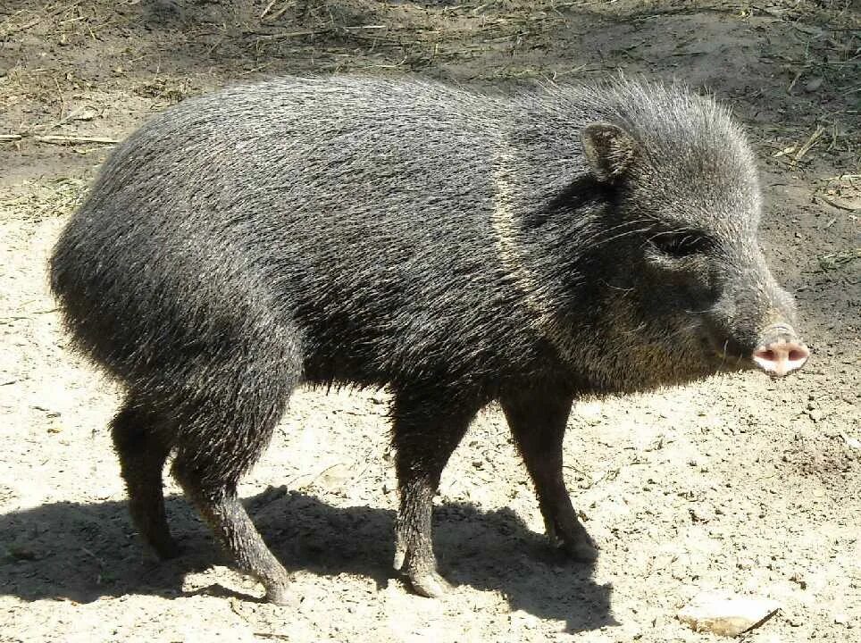 дикие свиньи пекари. дикие свиньи пекари южная америка. дикие свиньи пекари южная америка. свиньи пекари в южной америке. свинья пекарь.