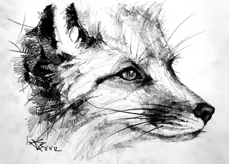cat-black-white-pencil-sketch-learnd-to-draw-with-a-pencil-white-background Рису