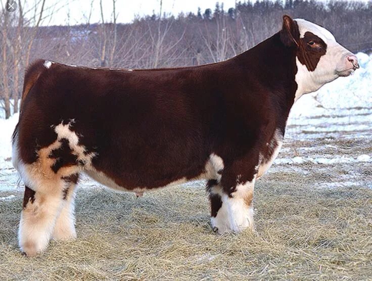 Now cow