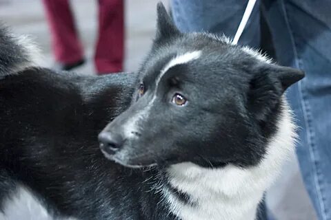 Лайка черно белая