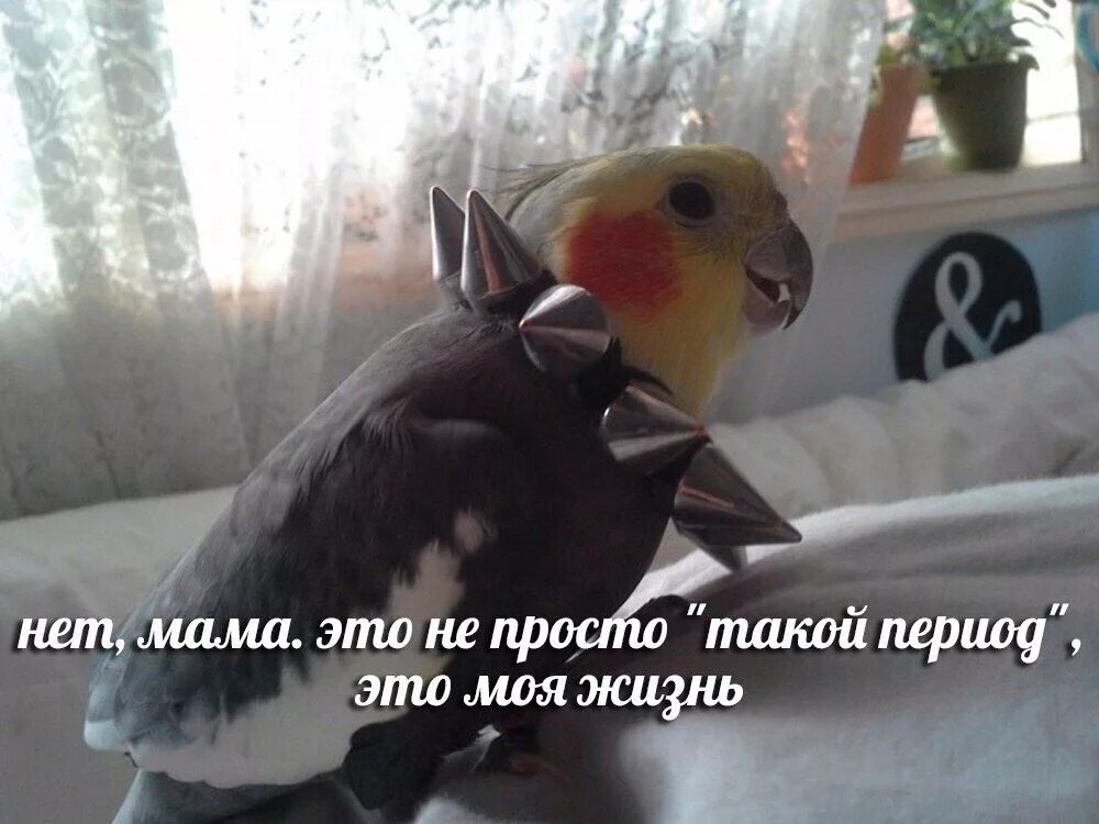 Все равно умру я панком