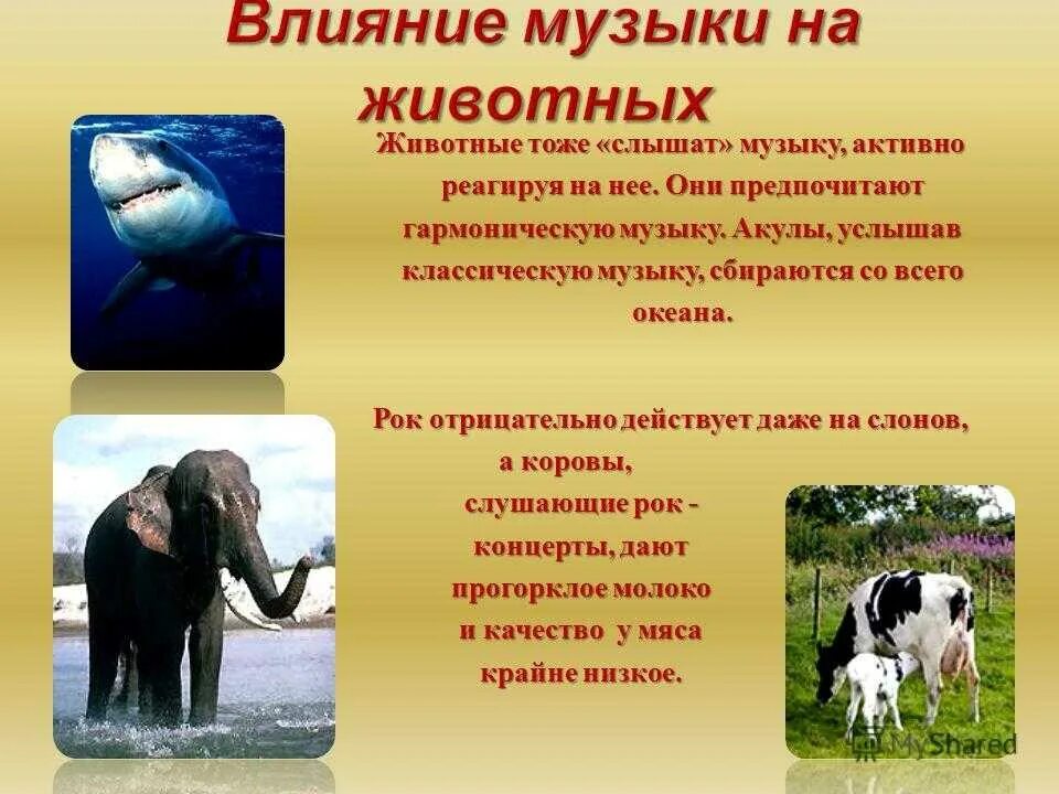 Влияние экологии на животных. Влияние животных. Влияние домашних животных на здоровье человека. Домашние животные влияние на организм. Как животные влияют.