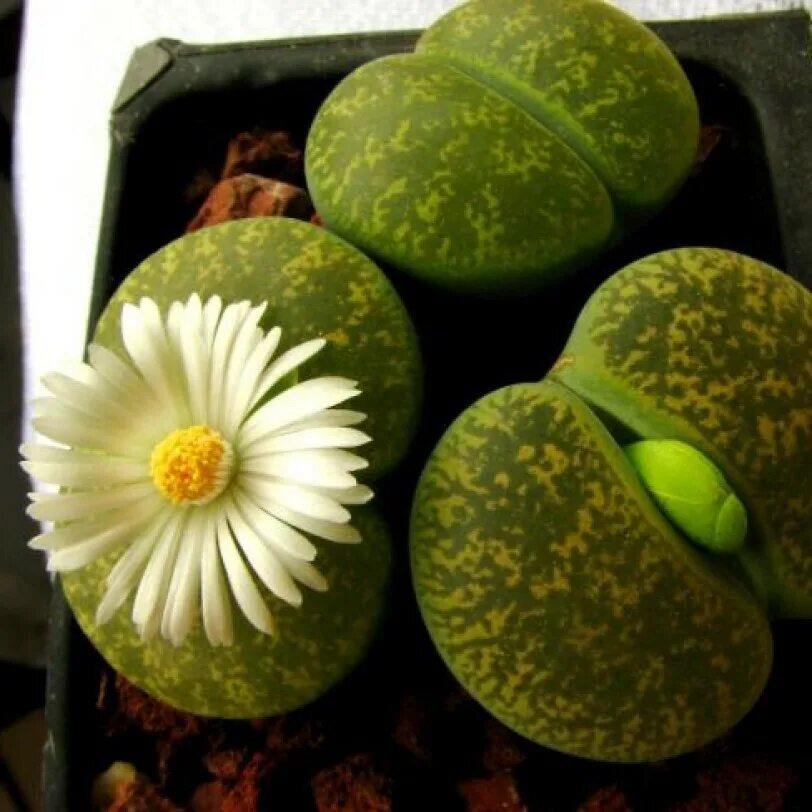 Lithops lesliei Albinica c036a. Литопс lesliei. Литопс lesliei Albinica. Литопс Карасмонтана. Цветочки литопс магазин москва