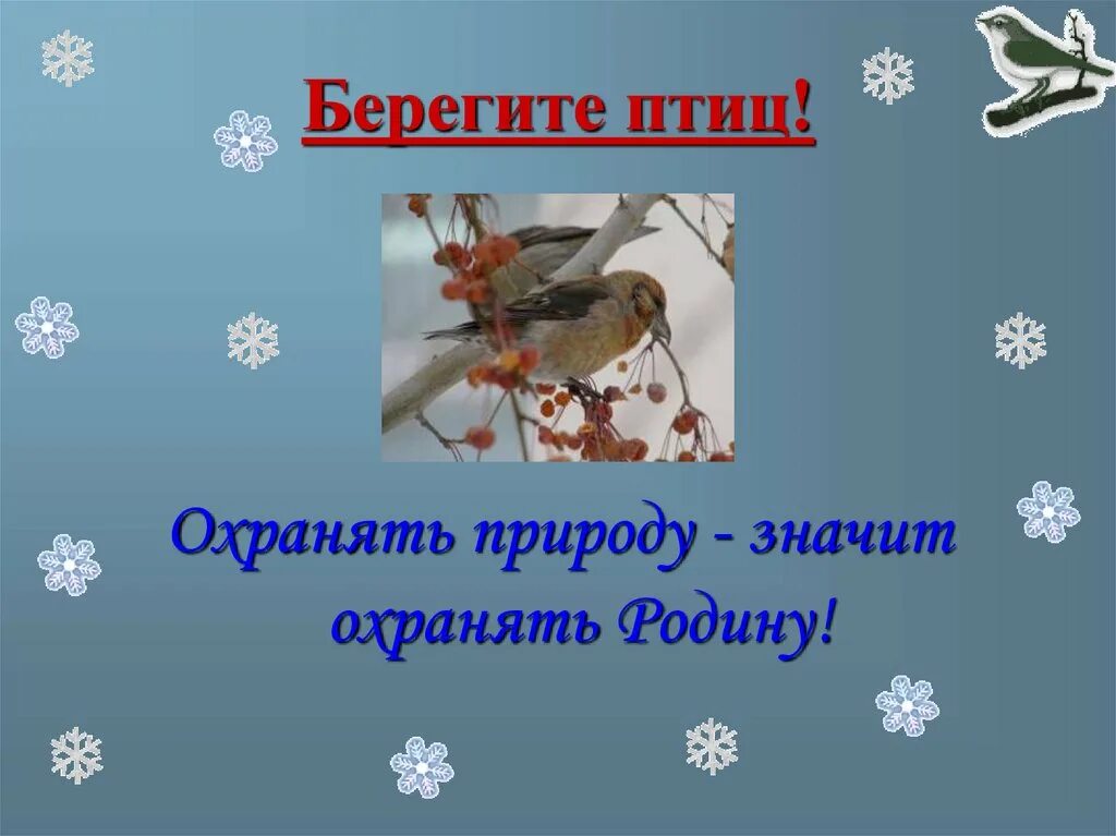Берегите птиц берегите природу. Берегите птиц зимой. надпись берегите птиц. беседа берегите птиц. карточки берегите птиц.