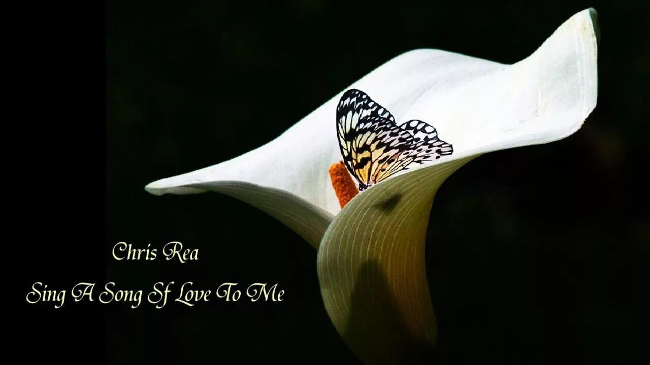 Chris sings. Chris rea - angel of love.