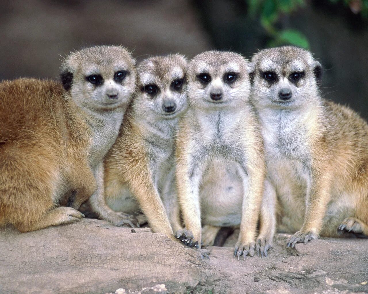 Включи 5 животных