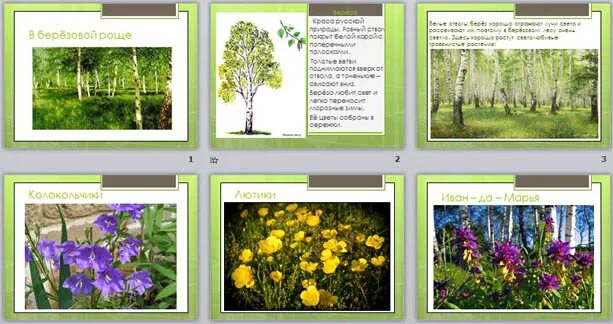 Травы березовой рощи. Травы березовой рощи. Травы березовой рощи. Мир полон звуков. Березовая роща менделеевск.