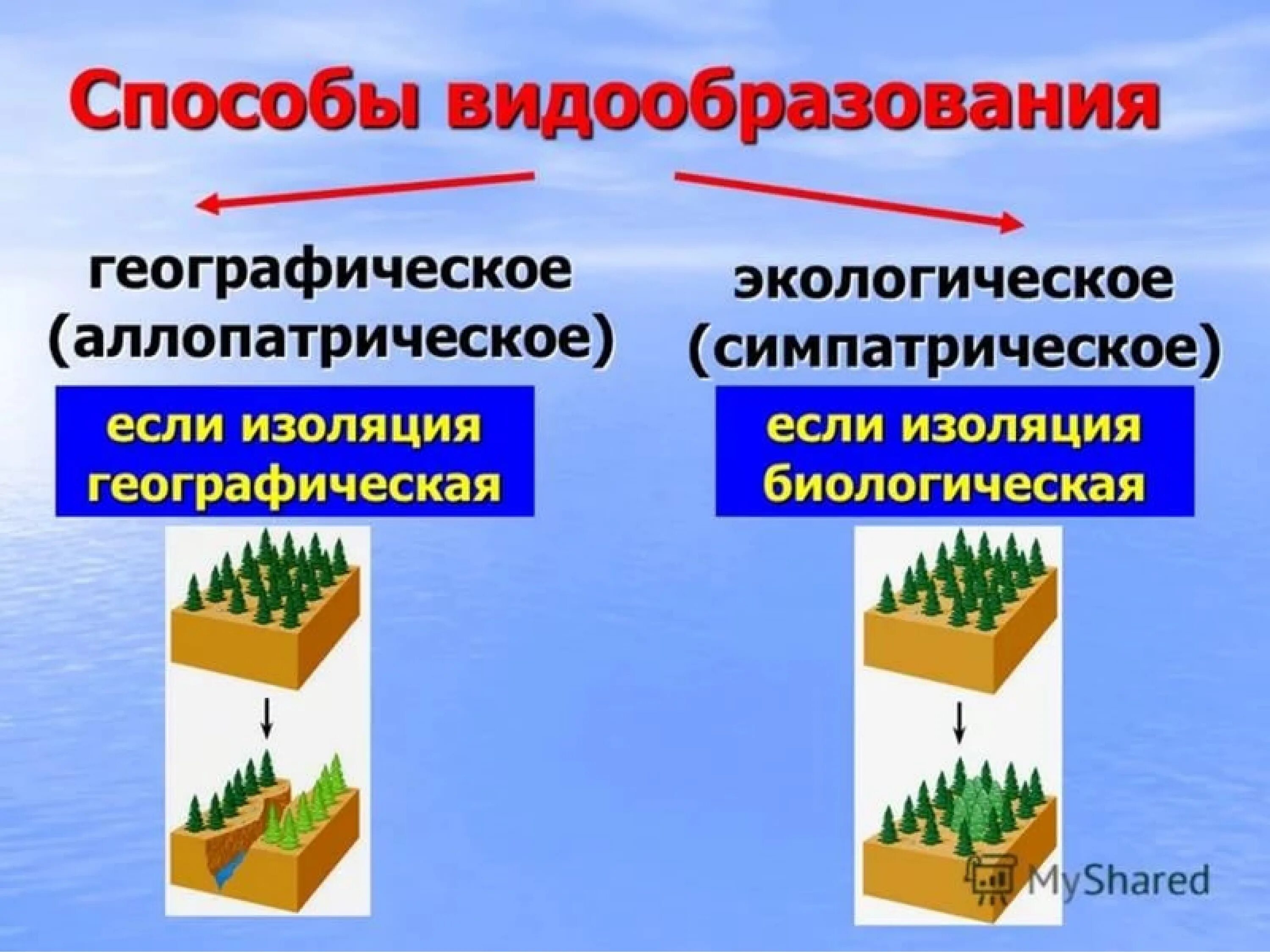 Типы видообразования аллопатрическое и симпатрическое. Типы видообразования аллопатрическое Тип изоляции. Аллопатрическое и симпатрическое видообразование. Симпатрическое видообразование механизм.