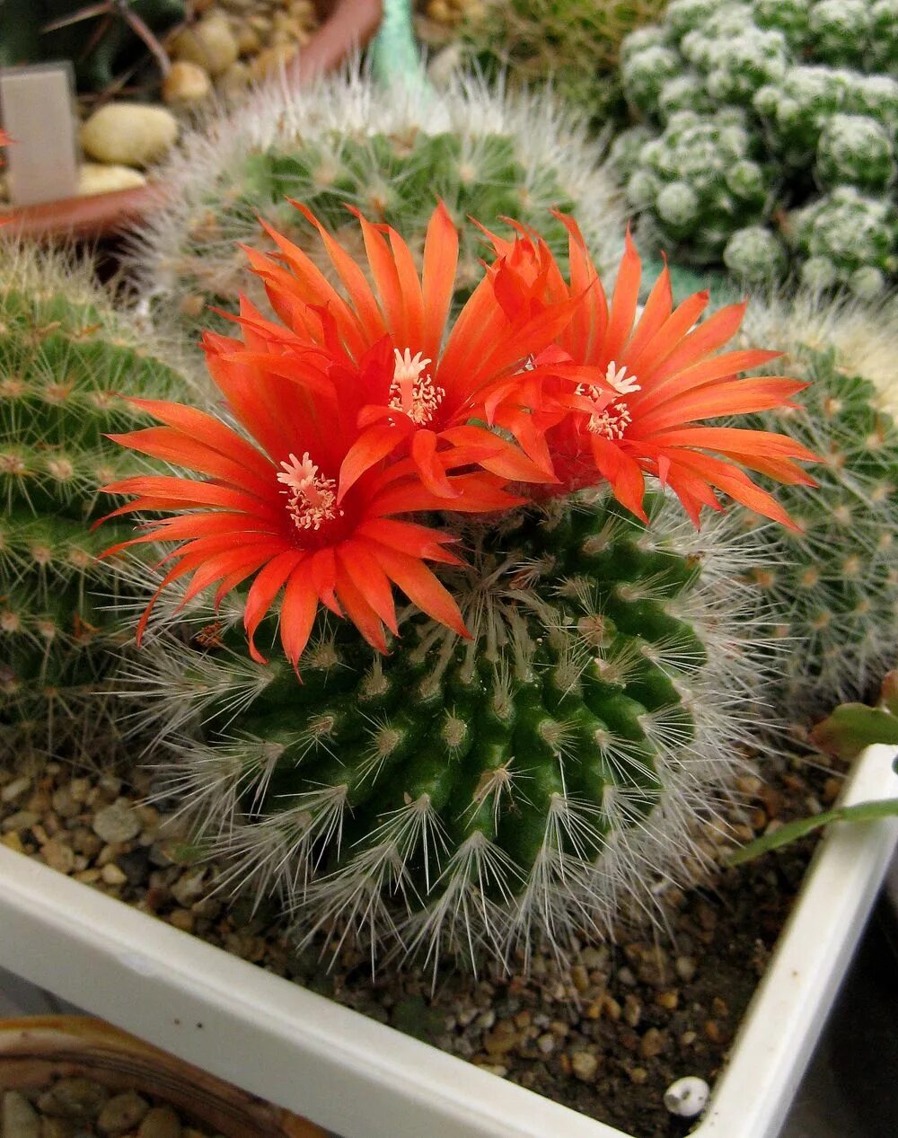 Виды кактусов фото. Кактус Гросса. Кактус микс Нотокактус. Кактусовые Cactaceae. Кактус БЕКАНО.