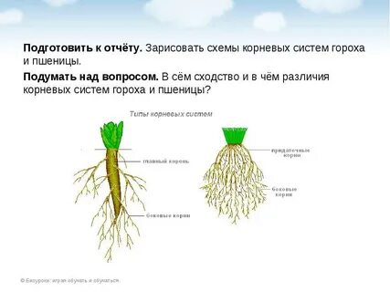 Стержневая корневая система виды растений