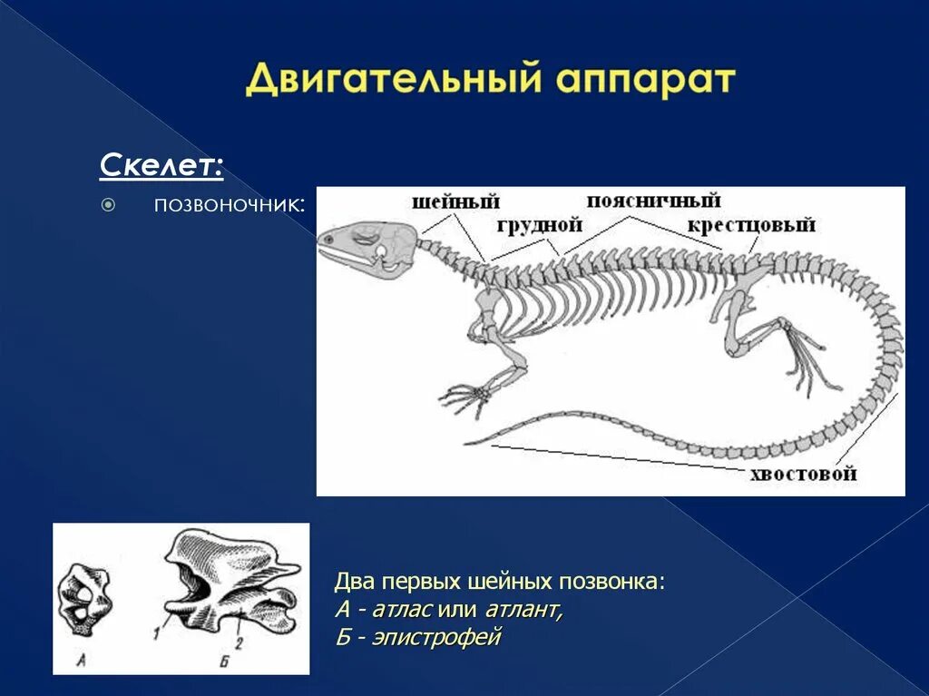 Отделы позвоночника у рептилий. Скелет пресмыкающихся шейный отдел. Скелет рептилий схема. Шейные позвонки рептилий. Позвоночник пресмыкающихся.