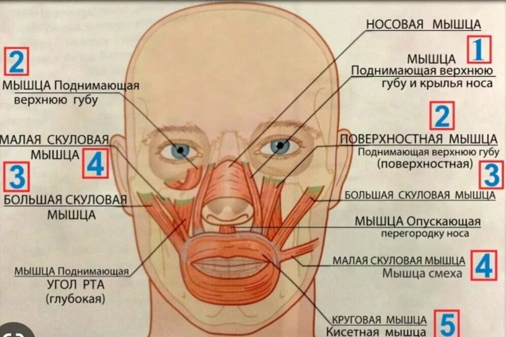 Сглажена носогубная складка. Мышца поднимающая верхнюю губу и крыло носа. Мышцы лица. Мышцы лица схема. Пыщца полнимадшая вернхнюю губу.