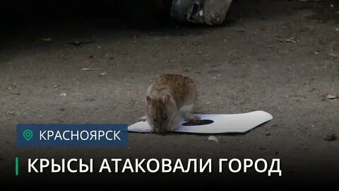 Крыса на татарском