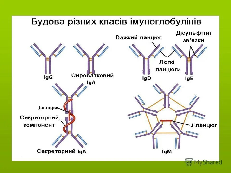 Получение иммуноглобулинов. Структура иммуноглобулина iga. Иммуноглобулин m строение. Строение молекулы иммуноглобулина g1.