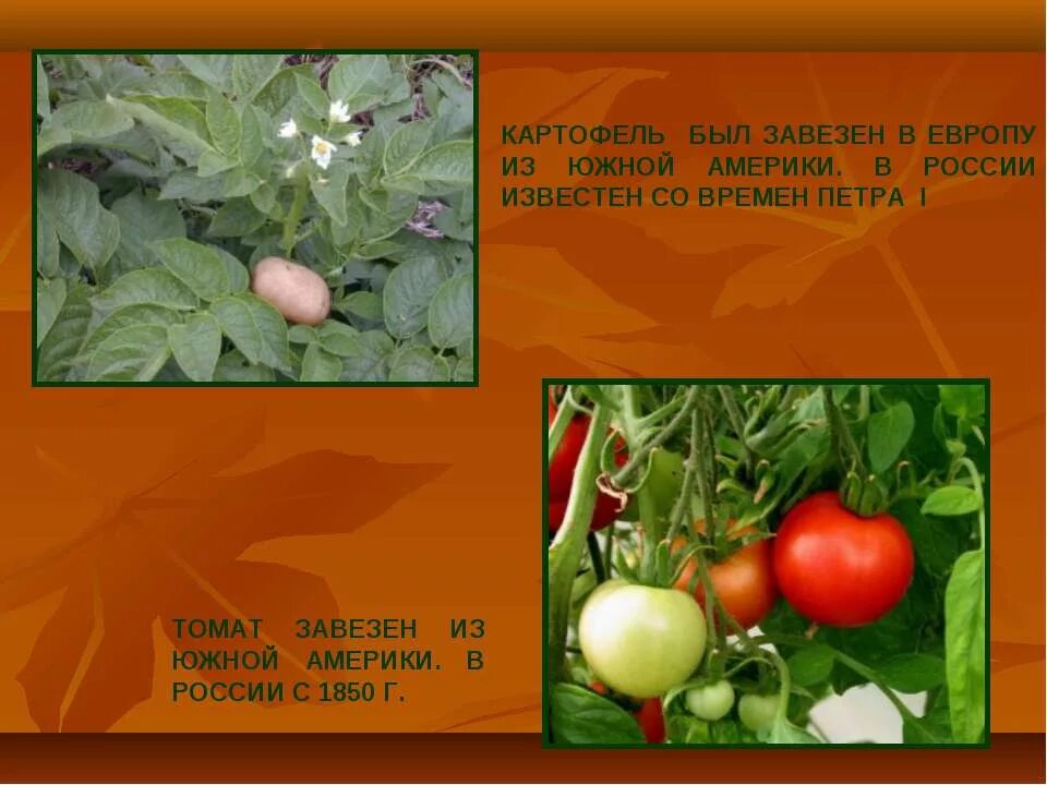 Томаты в южной америке. Тыква культурное растение. Петр 1 привез картофель в россию. Откуда пётр первый привёз картофель. Какой овощ завезенный.