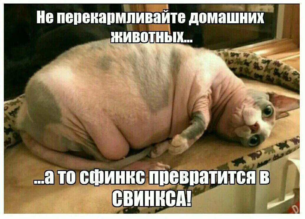 Кот с лысиной мем 10+ смешных и нефотогеничных сфинксов, которые сделают ваш день