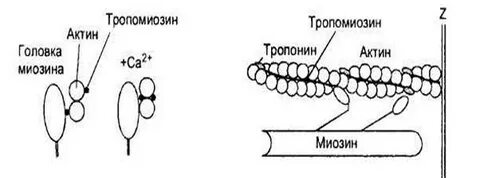 Мышечные белки актин и миозин