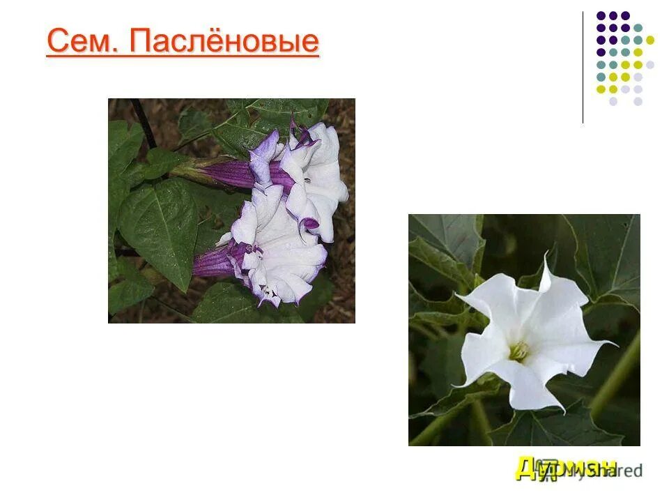 пасленовые декоративные растения примеры. петуния паслёновые. паслёновые растения представители семейства. двудольные семейство паслёновые. декоративные растения семейства пасленовых.