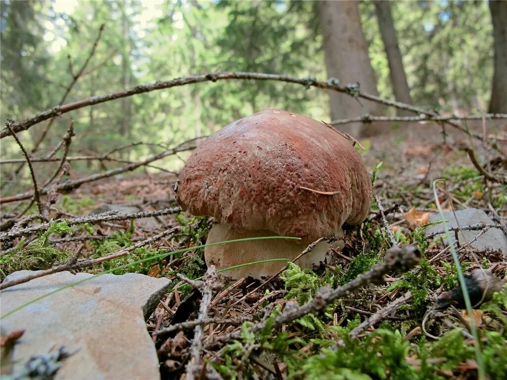 грибы растущие в сосновом бору. грибы растущие сосновом бору. грибы в сосновом бору. грибы растущие в сосновом бору. грибы растущие сосновом бору.