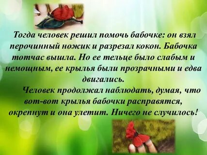 Притча о бабочке