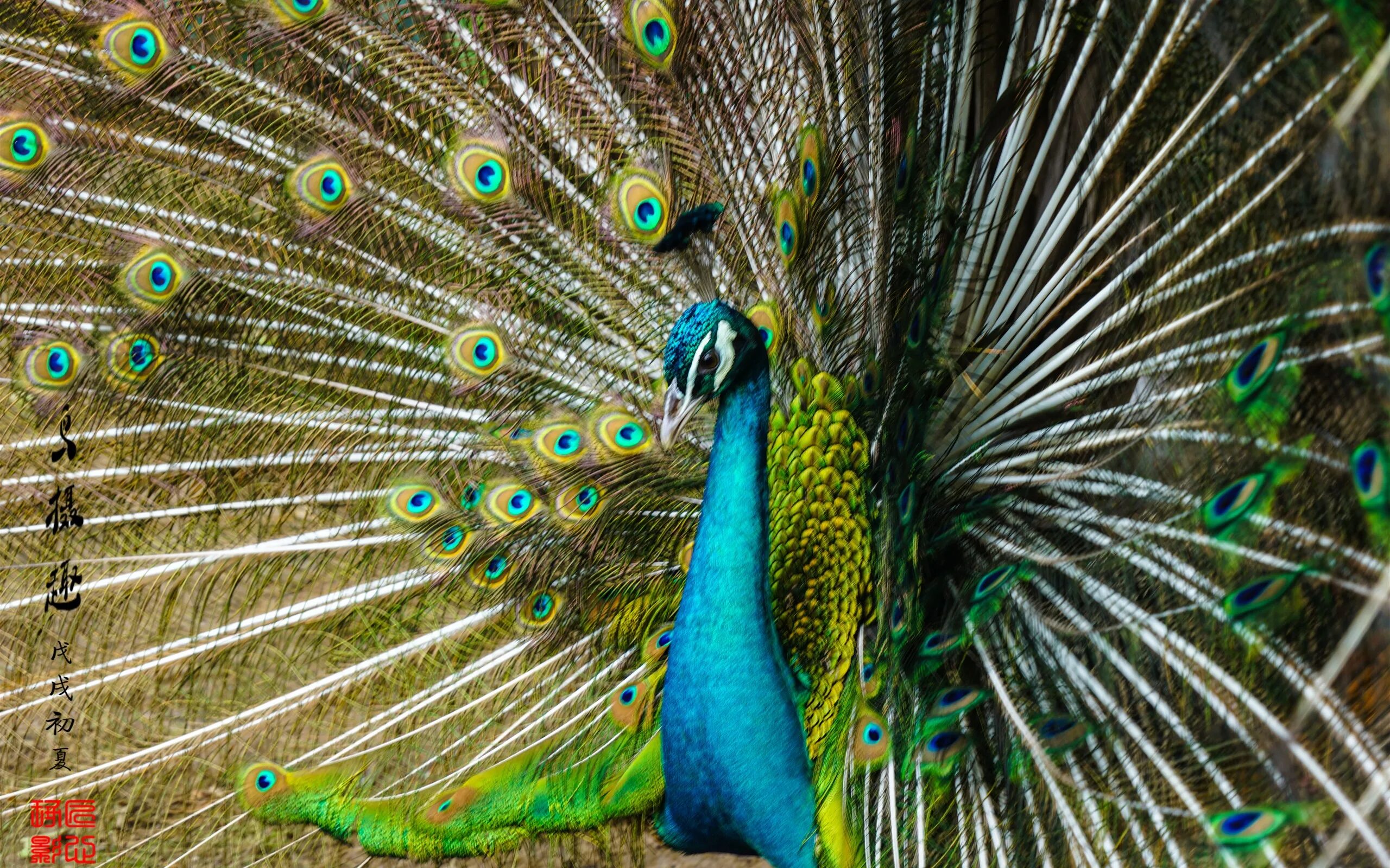 Индийский павлин. Фазан. Павлин 1. Павлино павлин. Интересные птицы павлин.