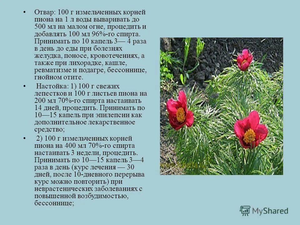 Пион для чего применяется. Пион марьин корень тонколистный. пион узколистный марьин корень. пион марьин корень красная книга. пион марьин корень описание.