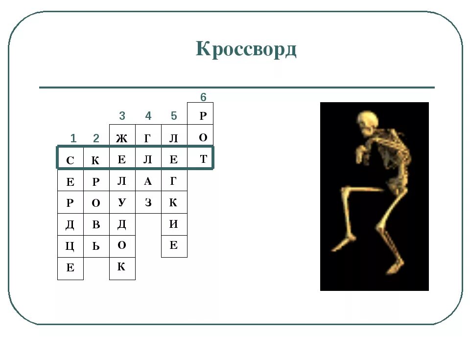 Метание сканворд. Кроссворд на тему скелет. Кроссворд по биологии на тему кости скелета. Кроссворд по теме скелет с ответами. Кроссворд по теме скелет человека.