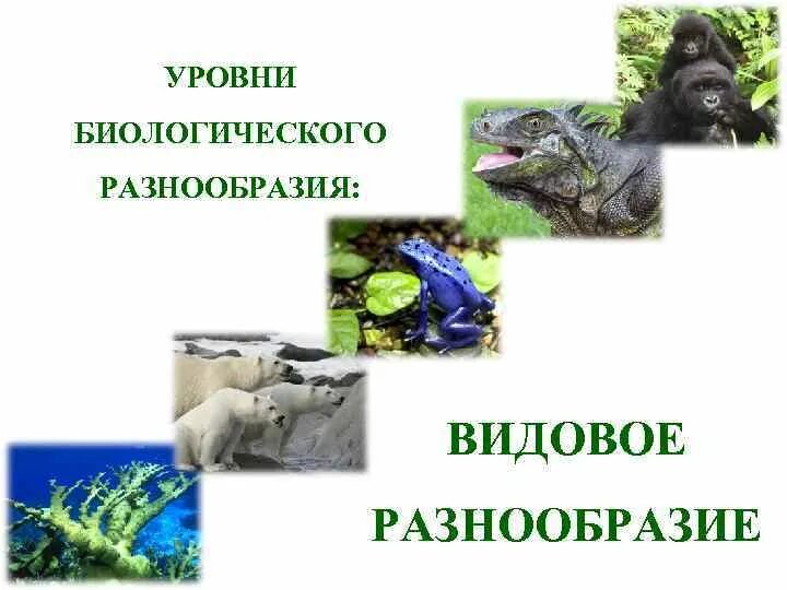 Многообразие уровня