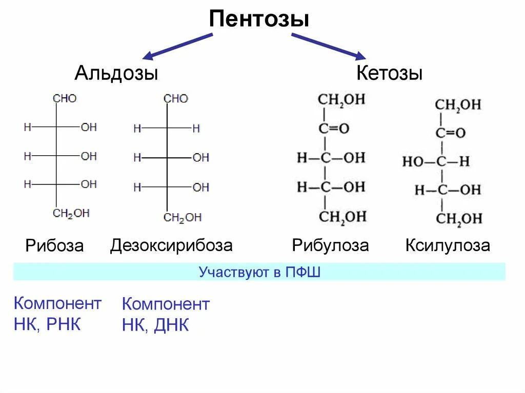 К моносахаридам относятся рибоза. Углеводы кетозы пентозы. Пентозы ксилоза рибоза. Моносахариды пентозы формула. Классификация углеводов кетозы альдозы.