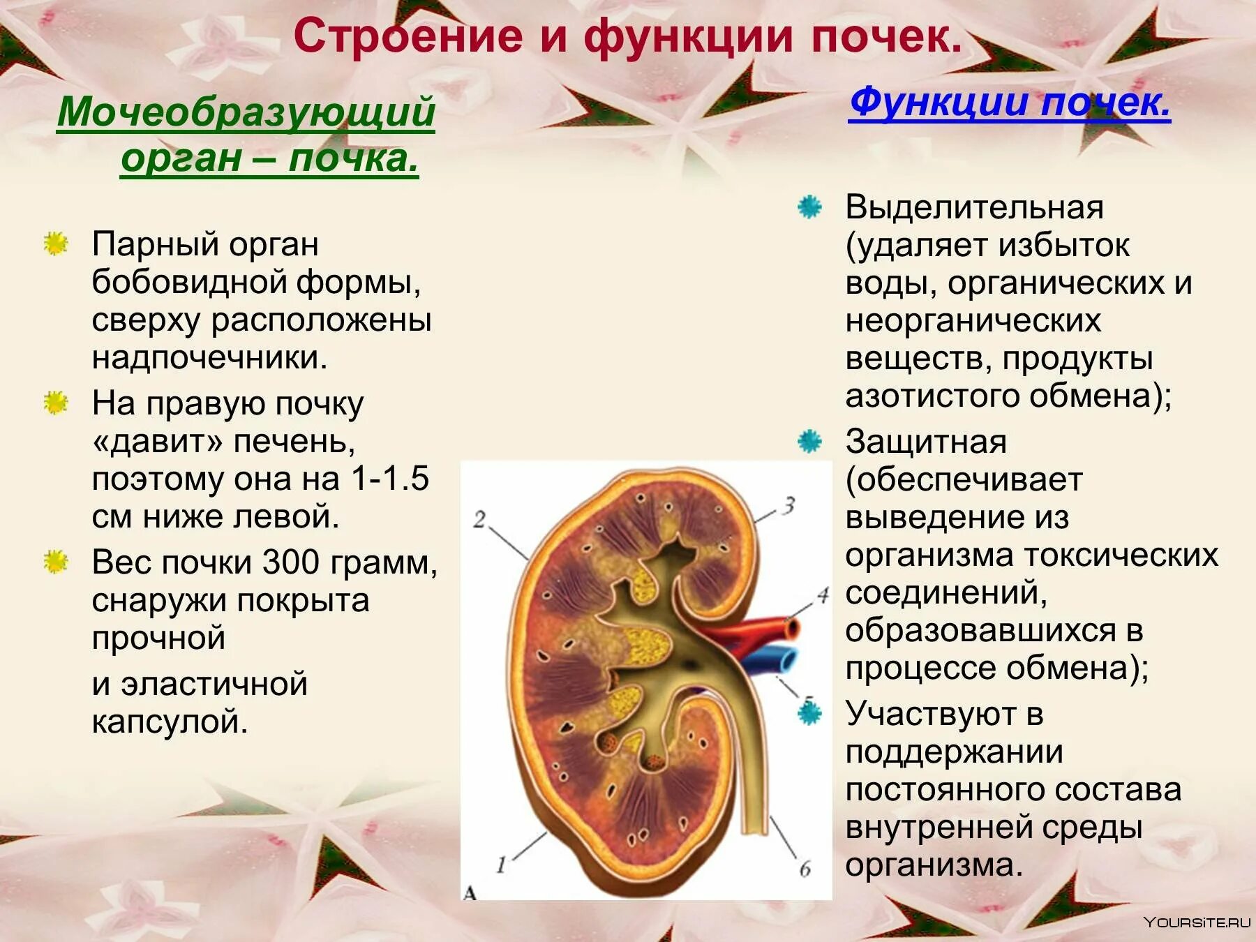 Почечные глаза
