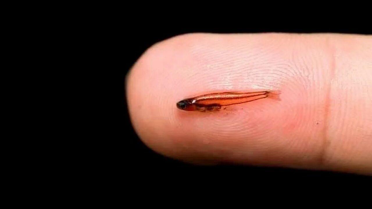 Smallest fish. Paedocypris progenetica (рыба). Рыбка Paedocypris progenetica. Бычок карликовый пандака. Шиндлерия прематурус.