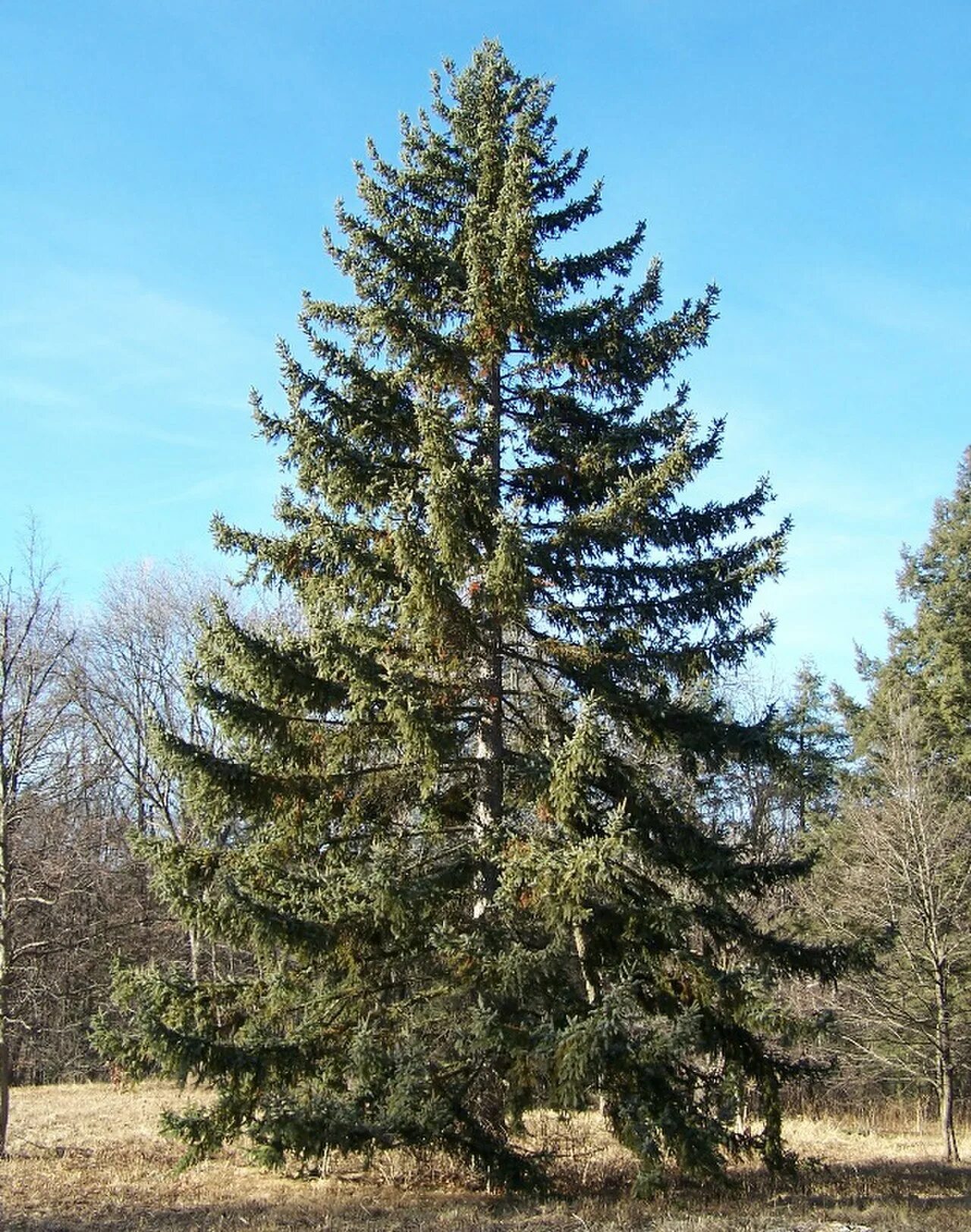 Picea koyamae. Picea crassifolia. Ель повислая. Ель Пржевальского.