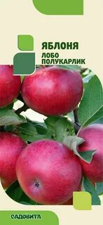 Яблоня лобо