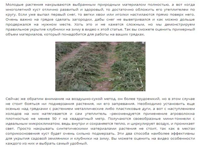 При какой температуре укрывать на зиму клубнику. При какой температуре накрывать клубнику на зиму. когда закрывать клубнику на зиму при какой температуре. когда и как закрывать клубнику на зиму в забайкалье. когда нужно укрывать клубнику на зиму при какой температуре.