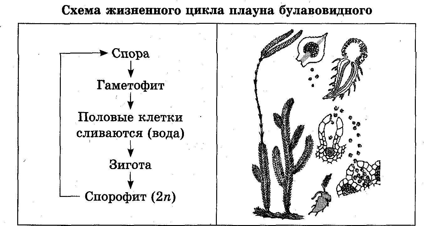 Цикл плауна булавовидного