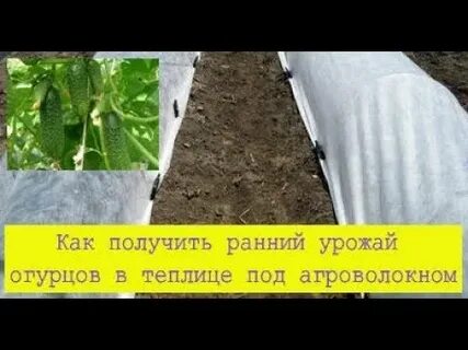 Как получить ранние огурцы