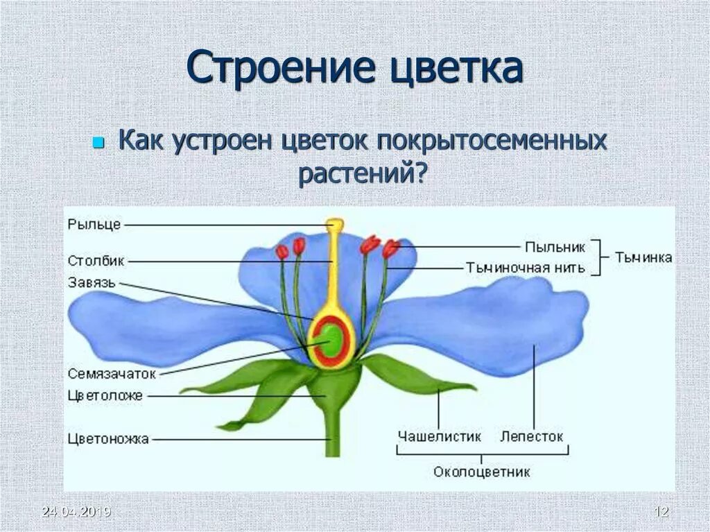 Внешнее строение покрытосеменных растений. Строение покрытосеменных растений 7 класс биология. Схема строения цветка покрытосеменных. Строение цветка покрытосеменных растений.