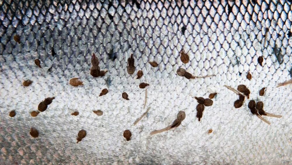 Why 'normal' salmon don't get as many parasites - Futurity
