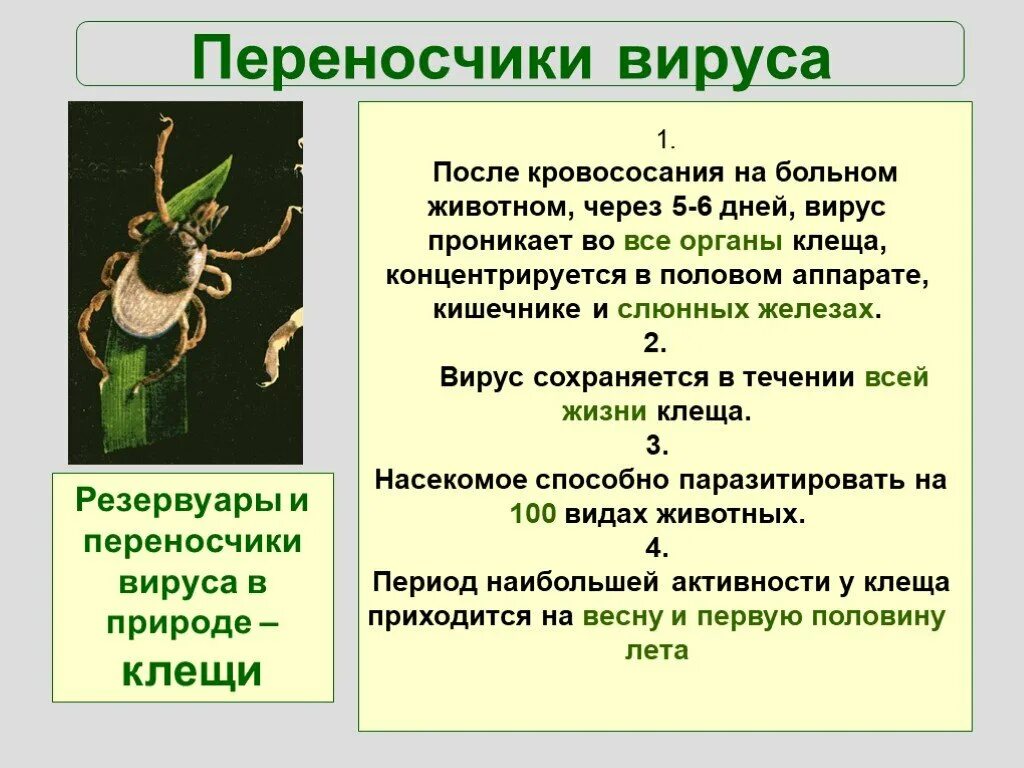 Переносчики вируса клещевого энцефалита. Переносчики клещевого энцефалита. переносчик вируса клещевого энцефалита. клещевой энцефалит презентация. переносчик вируса энцефалита – клещ.