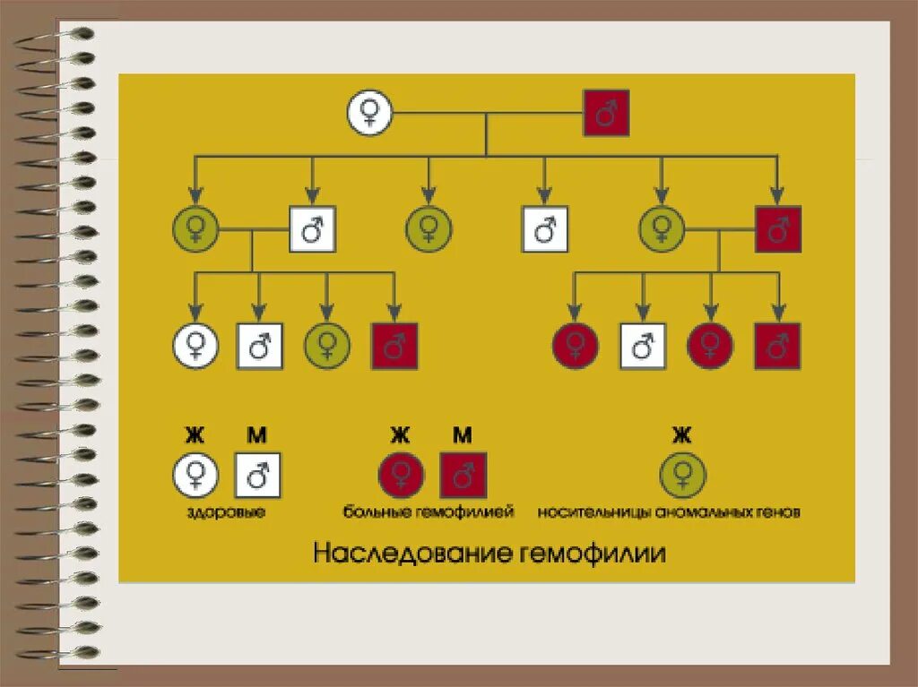 Схема наследования гемофилии. Гемофилия Тип наследования. Схема наследования гемофилии у человека. Гемофилия Тип наследования схема. Известно что ген гемофилии