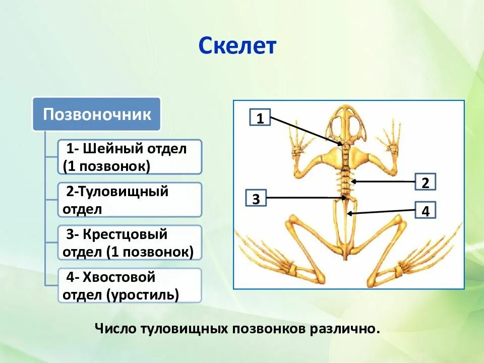 В позвоночнике 2 отдела туловищный и хвостовой. Отделы скелета лягушки. Скелет земноводных отделы скелета. Скелет лягушки отделы позвоночника. Позвоночник земноводных.