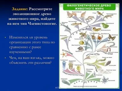 Эволюция животных шла в направлении