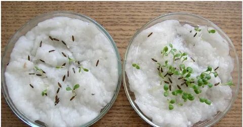 Ускорить прорастание семян моркови перед посадкой
