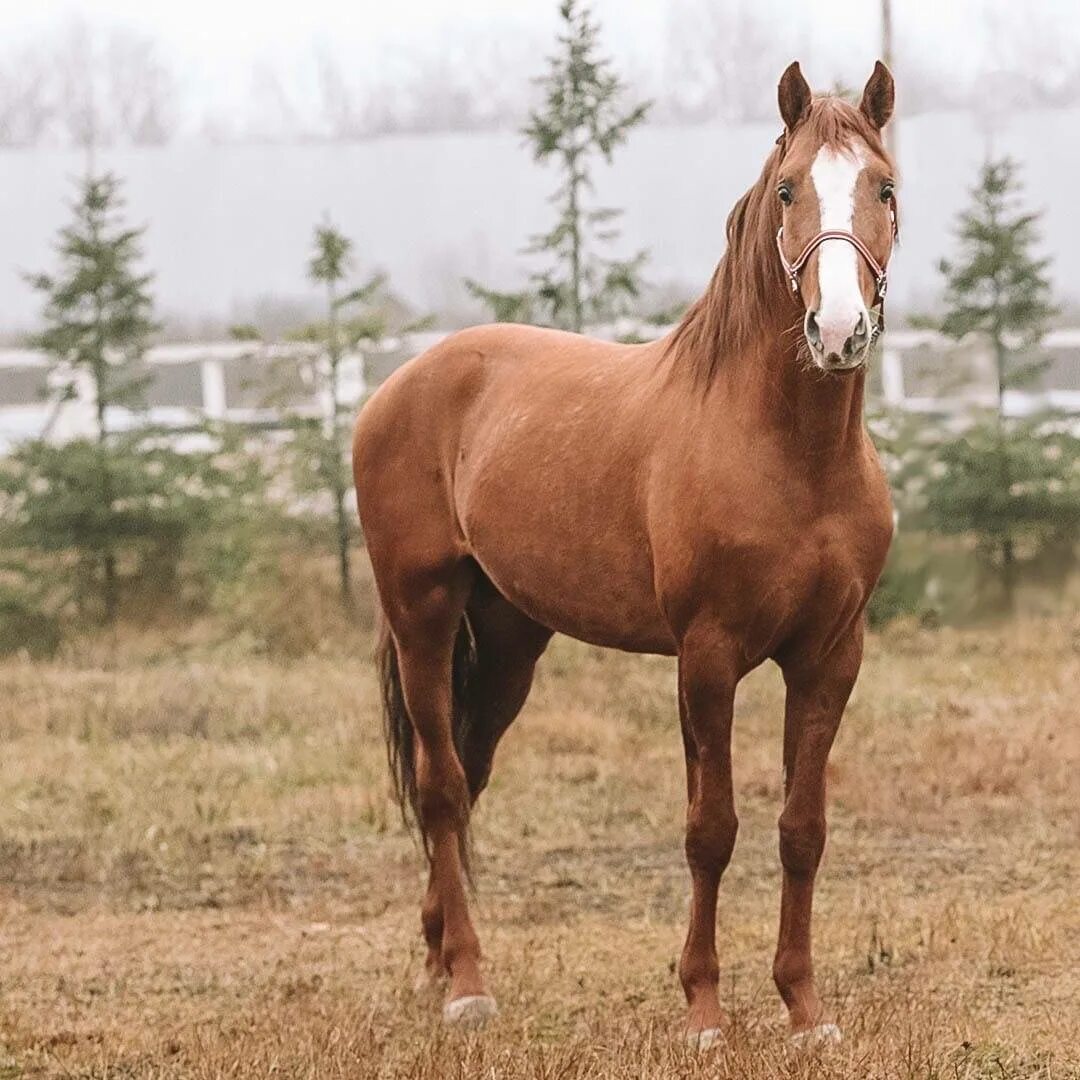 Дончак порода лошадей. Лошадь дона. Дончак донской породы лошадей. Лошади дончаки донская. Донская порода дончаки.