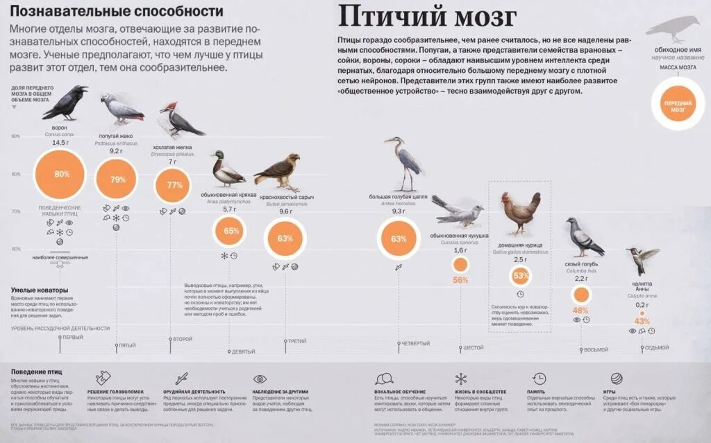 Размеры птиц сравнение. Интеллект птиц. Способности птиц. Интеллект ворона на уровне. Мозг ворона.