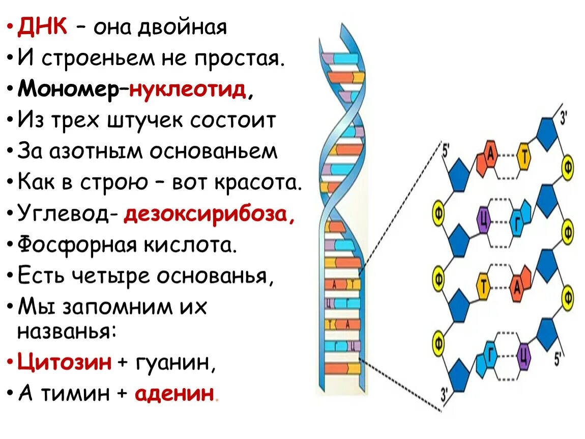 Днк какой мономер. Нуклеотиды ДНК. Мономеры ДНК нуклеотиды. Состав ДНК. ДНК И ее строение.