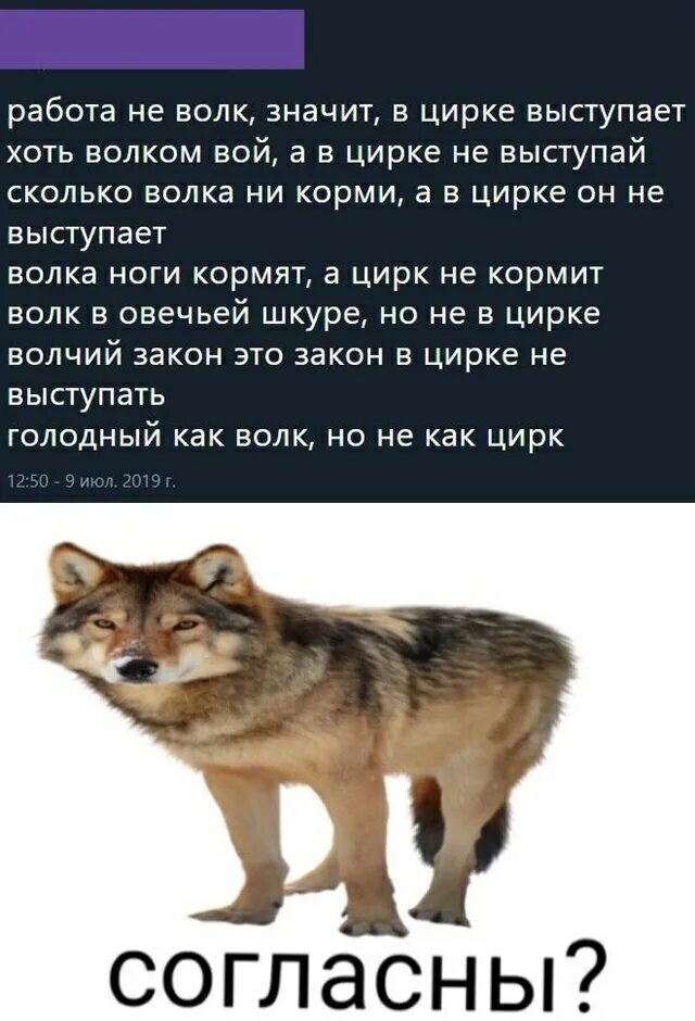 Волков всем выйти из кадра читать полностью. Цитаты Волков. Цитаты волка. Мемы с волками и Цитатами. Волчьи цитаты.