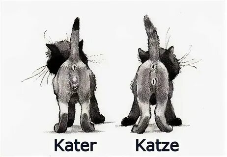Как распознать кошку