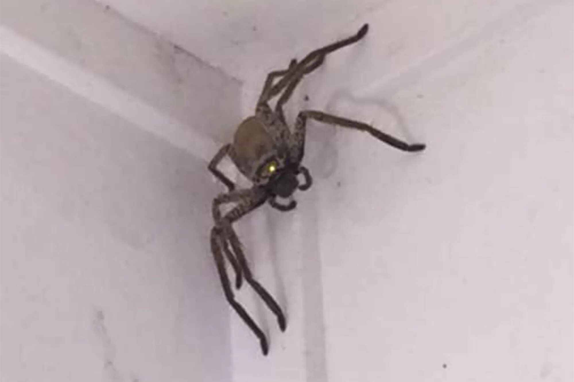 Паук Хантсмен Австралии. Прыгающий паук. Большие пауки в доме. Огромный паук.