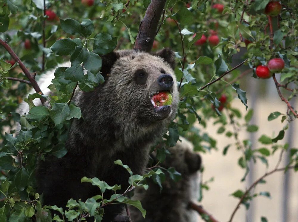 Pin by Ed on Animaux Bear, Grizzly bear, Beautiful creatures